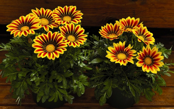 Газания в горшочках