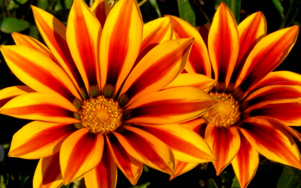 Газания Дайбрек