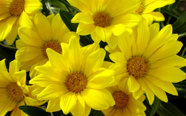 Газания Кисс Лемон Шейде