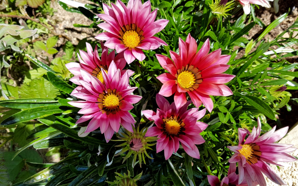 Газания Нью Дей