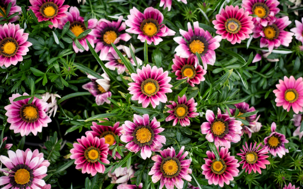 Газания Нью дей Пинк