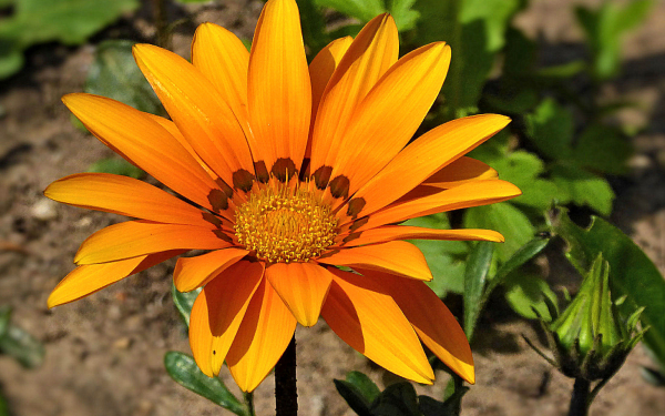 Газания Солнечный танец