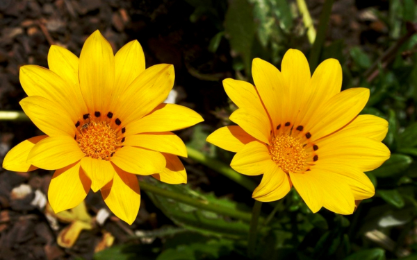 Газания Талент