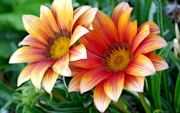 Газания гибридная