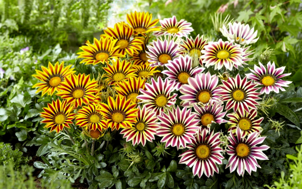 Газания линейная