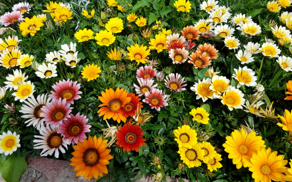 Газания микс