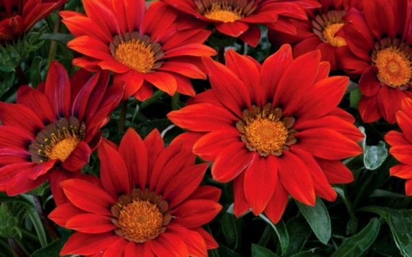 Газания нью дэй ред шейдес