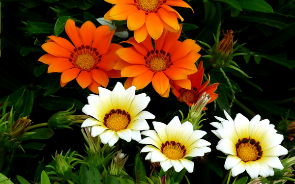 Газания оранжевая и белая