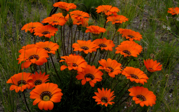 Газания оранжевая