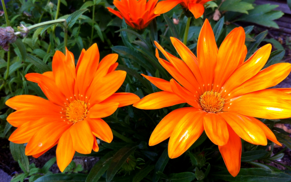 Газания откровение