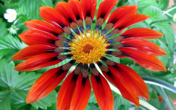 Газания павлинья