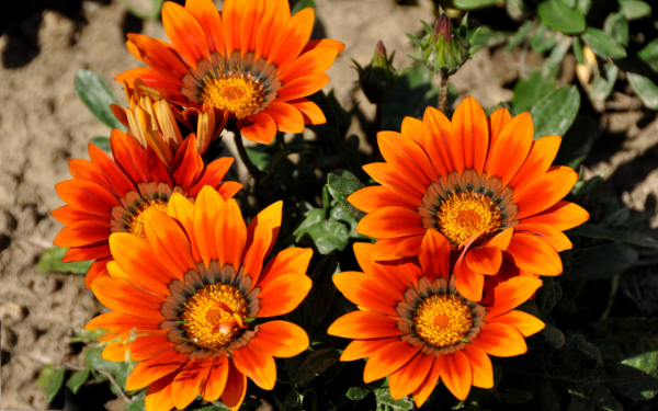 Газания триада