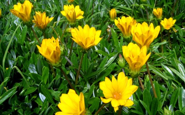 Желтые газании