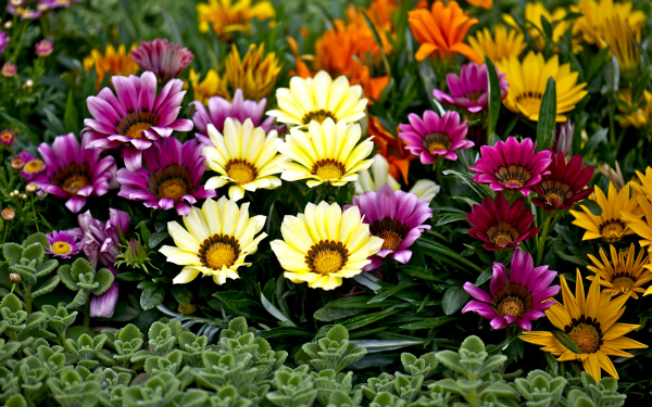 Клумба с газаниями