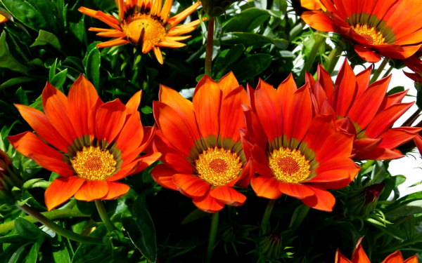 Красивые газании