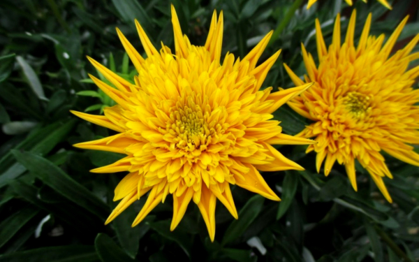 Махровая газания