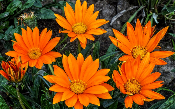 Оранжевая газания