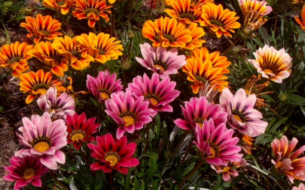 Разная газания