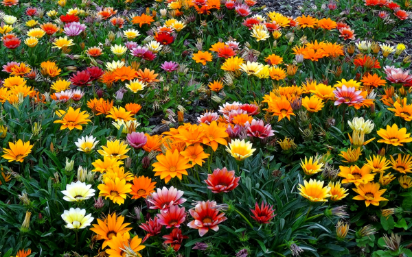 Разновидная газания