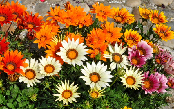 Разноцветные газании