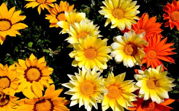 Цветы газания смесь