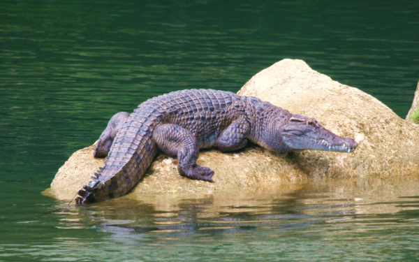 Филиппинский крокодил