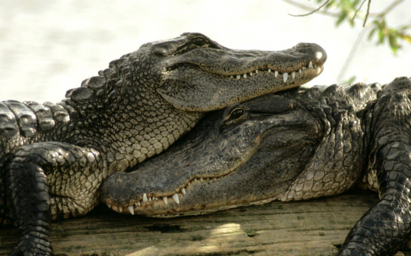 Два крокодила