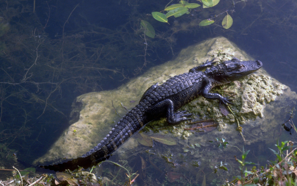 Крокодил на камне