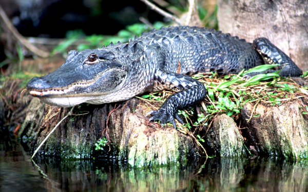 Крокодил на берегу