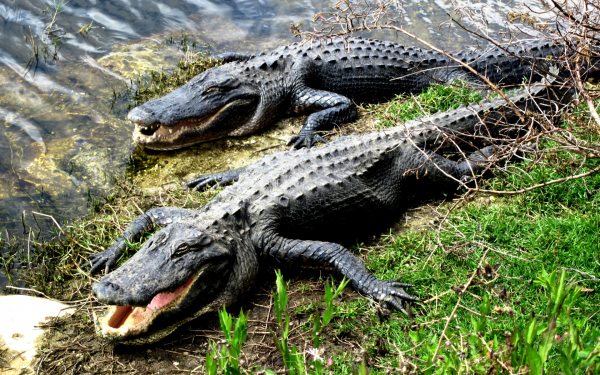 Два аллигатора