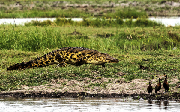 Нильский крокодил на берегу