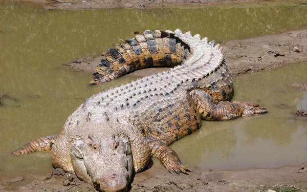 Морской крокодил
