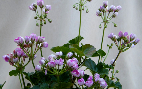 Пеларгония Линнея Андреа