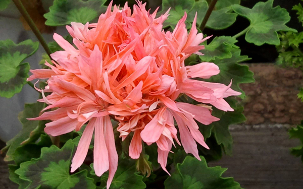 Пеларгония Найт Салмон