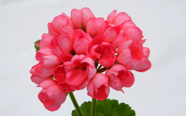 Пеларгония Патрисия Андреа