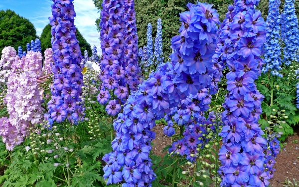 Дельфиниум в королевском саду