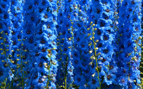 Голубой дельфиниум