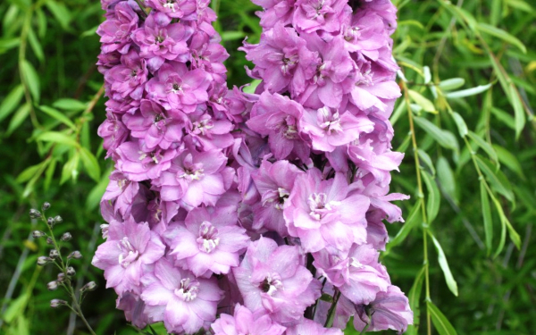 Дельфиниум  Супер звезды