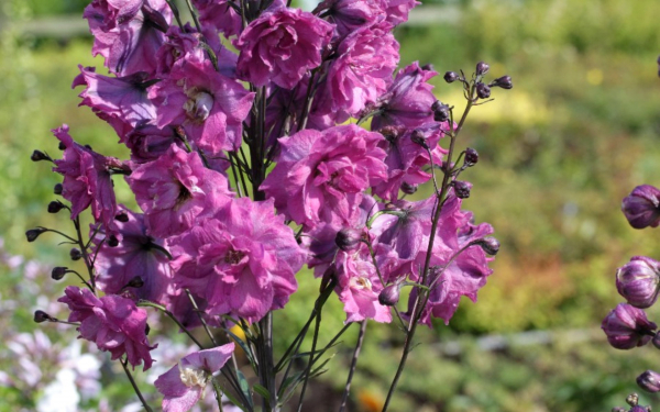 Дельфиниум Pink punch