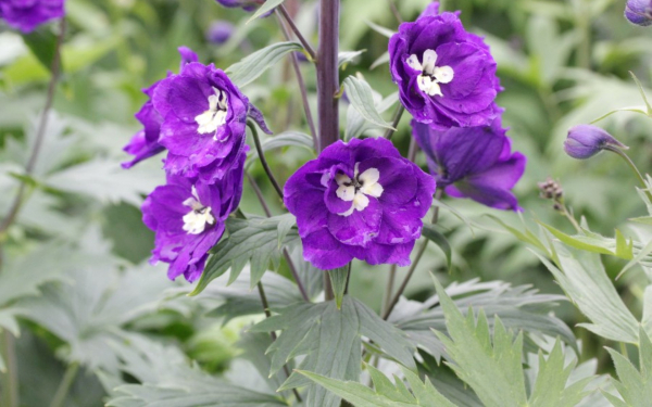 Дельфиниум Purple Passion