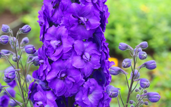 Дельфиниум Super Stars фиолетовый