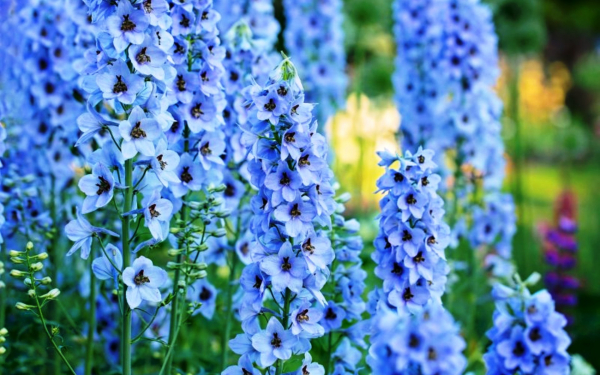 Дельфиниум Алиса