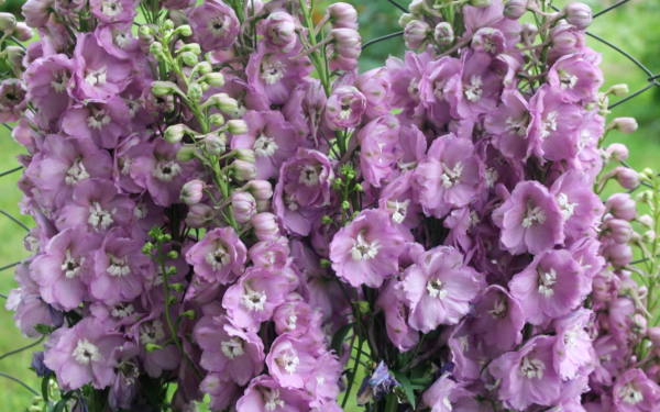 Дельфиниум Астолат