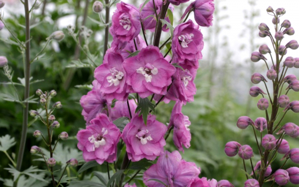 Дельфиниум Влюбленные