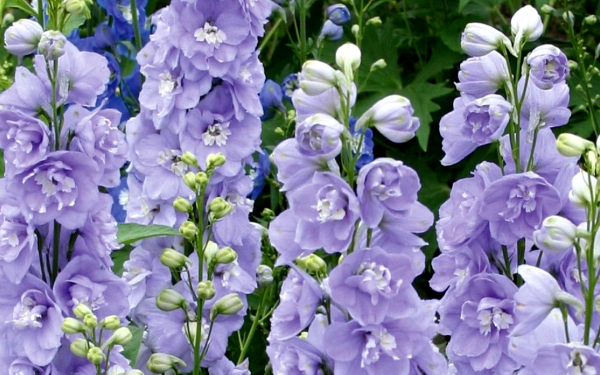 Дельфиниум Волшебный фонтан