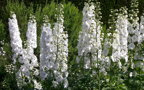 Дельфиниум Галахад (Galahad) многолетний