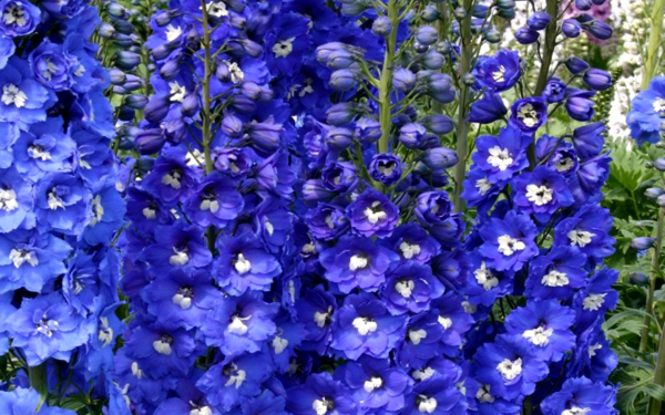 Дельфиниум Кобальт дримс