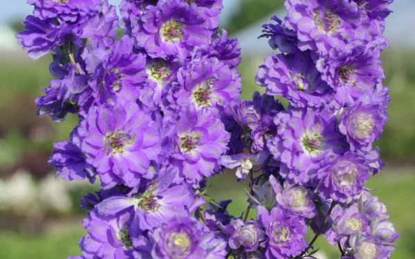 Дельфиниум Лиловый туман