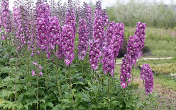 Дельфиниум Сиреневая роза