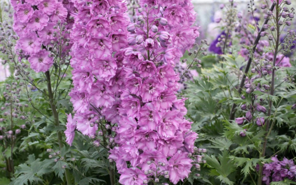 Дельфиниум Сиреневый